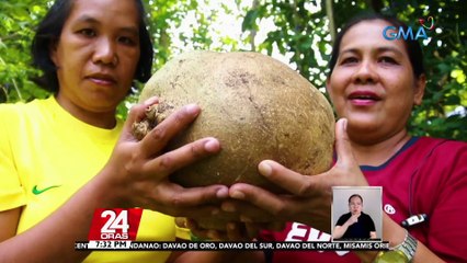 #KuyaKimAnoNa?: Ginang sa Tabuk, Kalinga, nahukay ang tanim niyang singkamas na may bigat na halos 8 kg; may dala umanong buenas | 24 Oras