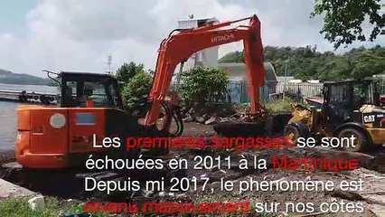 Le fléau des sargasses