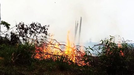 10 Animals ABOUT to Go EXTINCT!