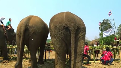 10 DISTURBINGLY Large Creatures That Actually Exist!