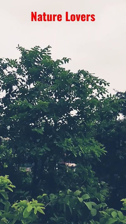 Natural View - Beautiful and Nature View Status Video with music - Muhammad Nabina Song Status - Song By Ayisha Abdul Basith - Nature Feel bgm | Whatsapp Status