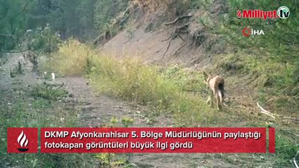 Vahşi hayvanlar sakinlikleri ile dikkat çekti