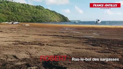 Sargasses Robert 25 janvier