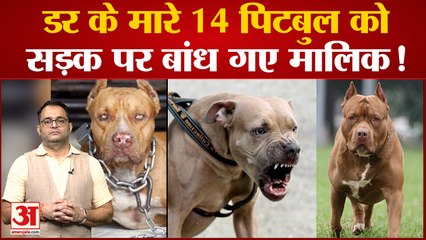 डर के मारे 14 पिटबुल को सड़क पर बांध गए मालिक! Pitbull attacks youth