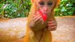 Wow So Beautiful Baby Monkeys Video 2022 - Little Monkeys Eating Time | Animals Funny Videos