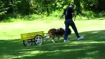 10 Most Powerful Dogs In The World