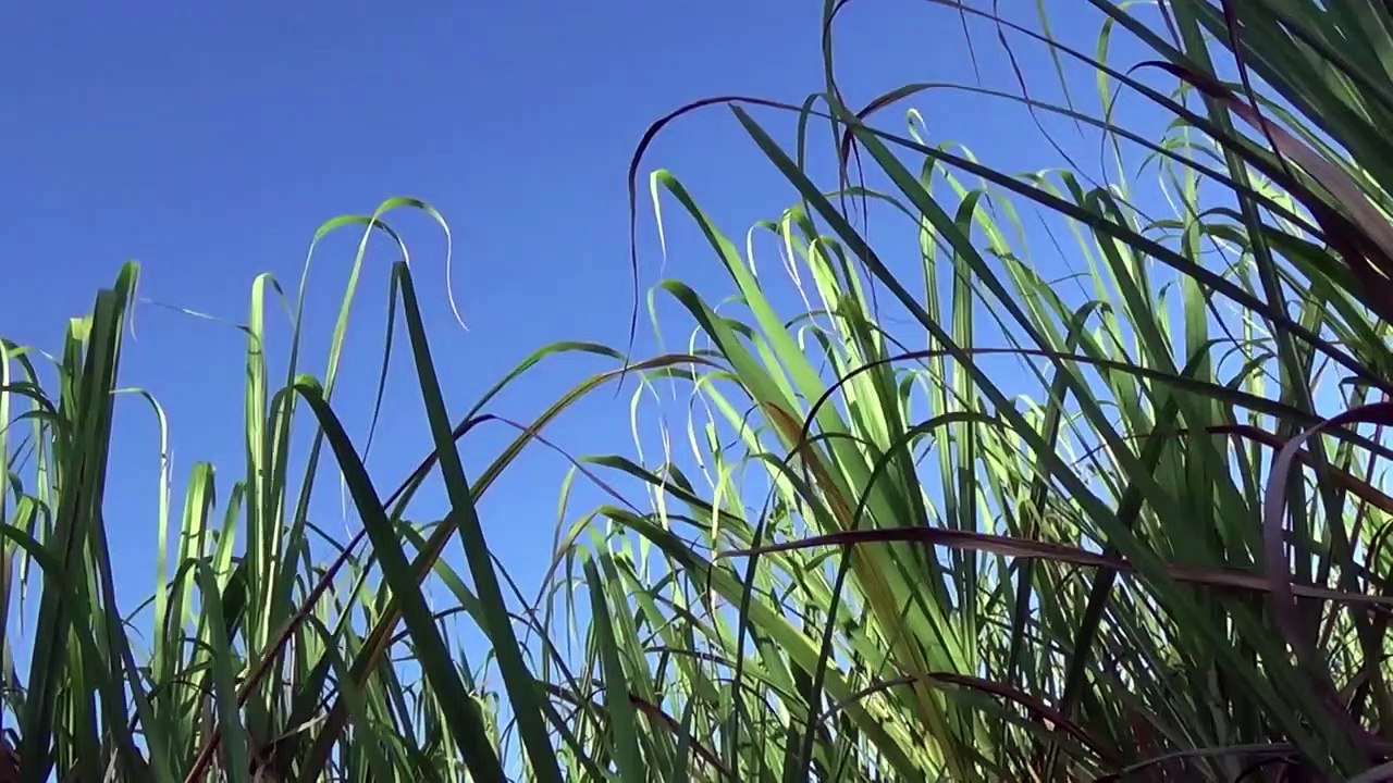 Court-métrage du Collège Eugène Yssap de Sainte-Anne