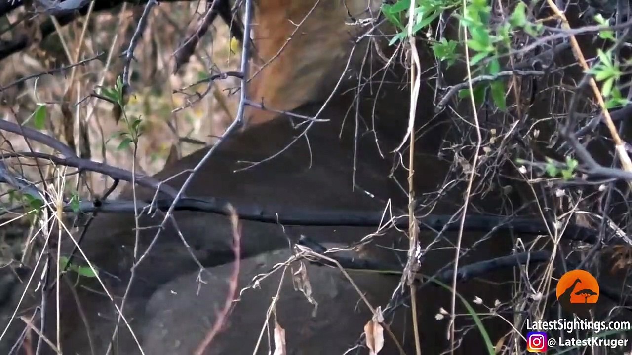 Wild Dog Plays Dead To Escape Lions