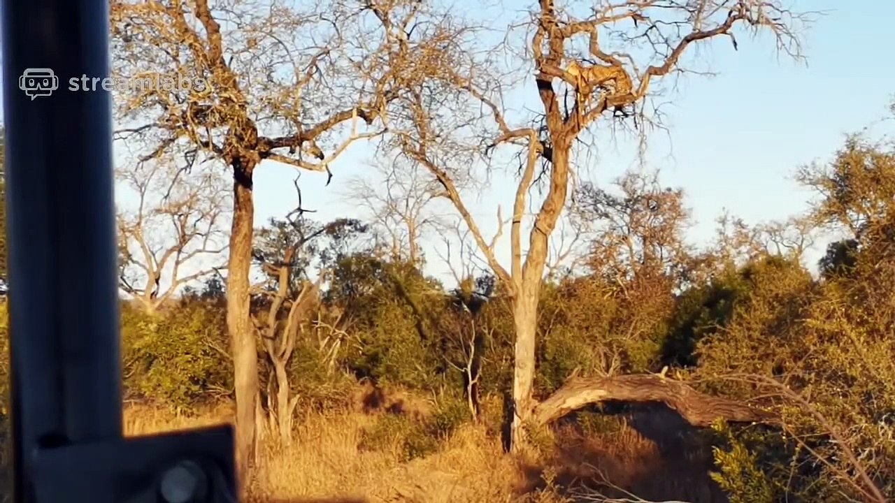 Leopard in Tree & Hyenas Underneath - LIVE
