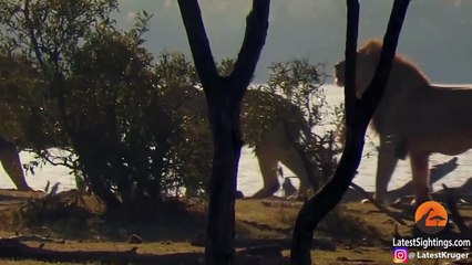 Télécharger la video: Male Lions Attacking Another Lion Get Interrupted by Elephants & Hippos