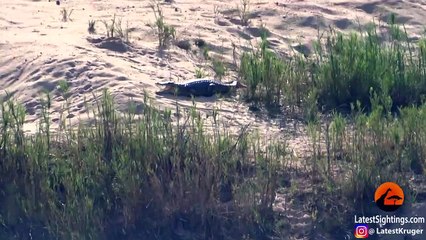 Crocodile Tries Fighting Off 2 Monitor Lizards to Protect Eggs