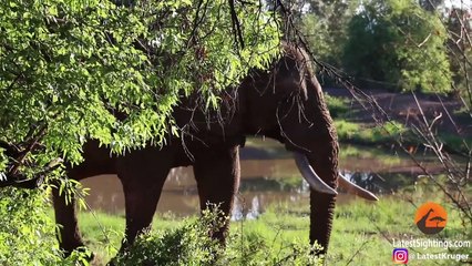 下载视频: Here's What Happens When An Elephant Dies