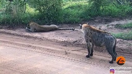 Hyena Gives Leopard the Fright of its Life!