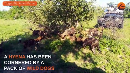 Wild Dogs & Hyenas Make Friends After Fighting