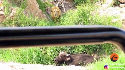 3 Lions Corner Buffalo With Broken Leg