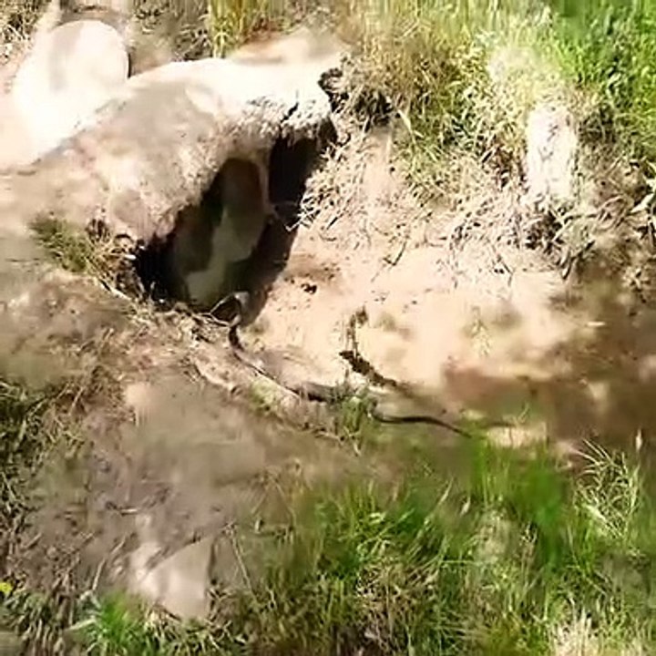 King cobra big battle desert mongoose attacks of animal