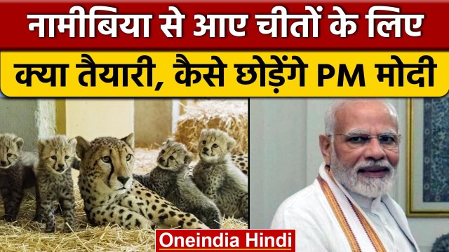 Namibia से आए Cheetahs के लिए क्या तैयारी, लीवर खींच कैसे छोड़ेगे PM Modi? | वनइंडिया हिंदी | *News