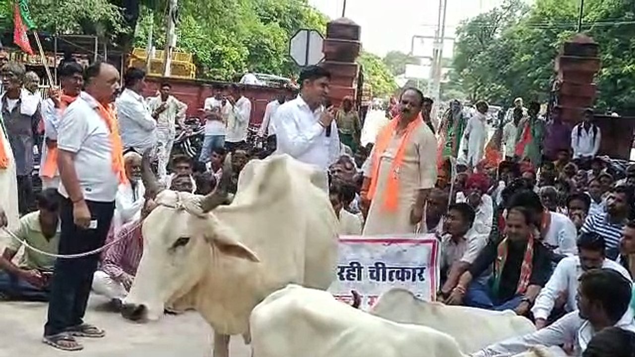 सवाईमाधोपुर कलक्ट्रेट परिसर में गोवंश के साथ पर प्रदर्शन करते भाजपा कार्यकर्ता।