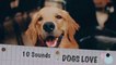 10 Sounds Dogs Love very Much, Top 10 Sounds Like Dogs, Sound effect, Sounds for dogs