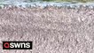 Stunning footage shows tens of thousands of birds crammed onto a tiny island in Norfolk for the winter roost