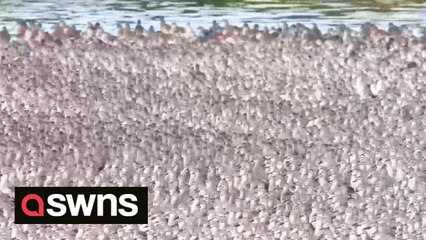 Stunning footage shows tens of thousands of birds crammed onto a tiny island in Norfolk for the winter roost