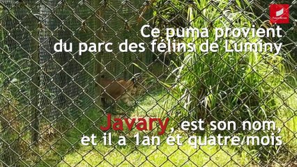 Javary, le nouveau puma qui ravit le zoo de Guyane