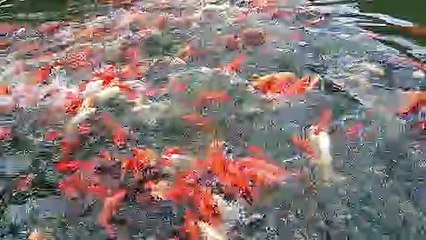 CARPES KOI - EV