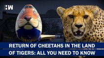 The Return Of Cheetah: When And How They Are Been Brought To India| PM Modi Birthday| Tiger| Namibia