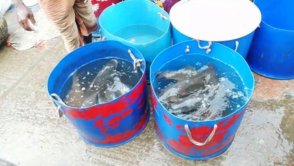 Amazing Fish Carrying Vehicles of Bangladesh