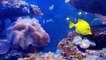AMAZING FISHES. FISH. FUNNY VIDEO. MOST FUNNY VIDEOS. FUNNY KING.FUNNY FISH