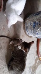 Pet Baby cat eat rat in India