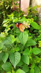 Flowers ke uper beautiful butterfly