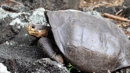 Fernanda, la tortuga de Galápagos que se creía extinta