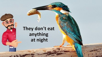 Lets Learn Something From Birds
