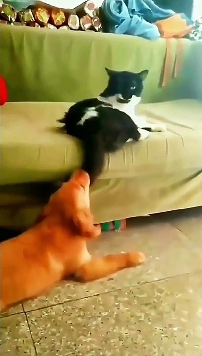 funny cat