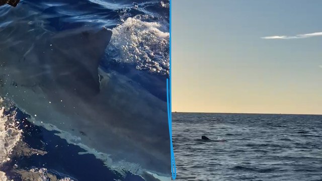 Ils tombent nez à nez avec un requin blanc de 5 mètres au large de la Camargue