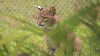 Bobcat Gets Collared With an Unexpected Twist - Part 1