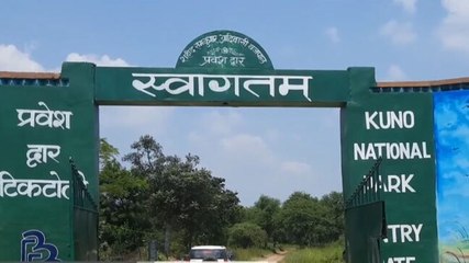 Will cheetahs survive in Kuno National Park?