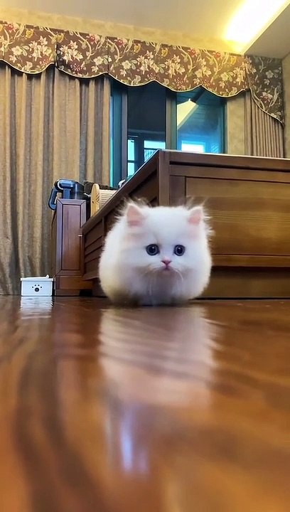 Funny animal videos || funny cat ||