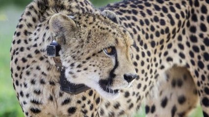Cheetah Reintroduction Programme: History being made or is it a big blunder?