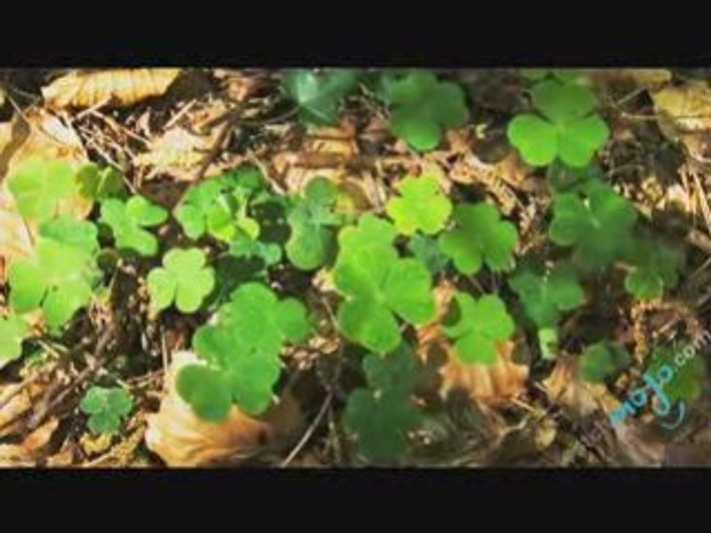 History of St Patrick's Day