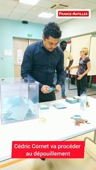 Cédric Cornet dépouillement Gosier