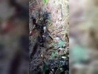 Quatis invadem casas e comem 4 quilos de bacon, torresmo e sabão