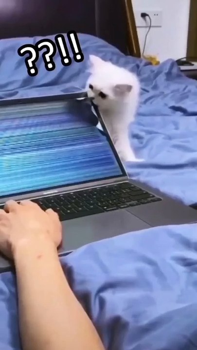 Funny cats videos