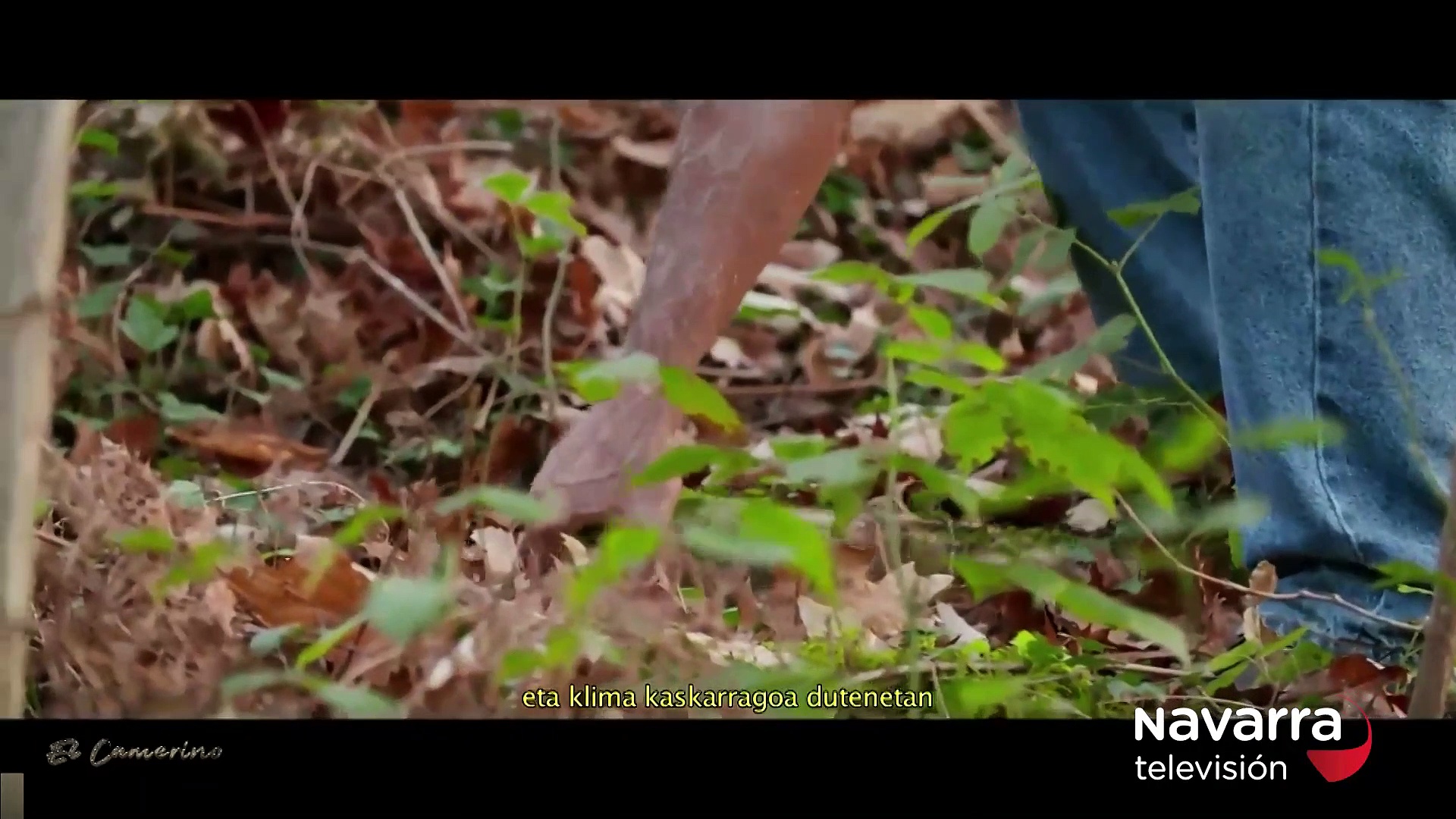 10/2/2022 Sección en corto: Gutik Zura: la relación del ser humano con el bosque