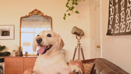 Lebra dog playing with our partner