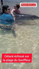 Cétacé échoué Port-Louis