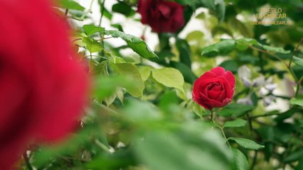 Pueblo Ejemplar VI Premios Navarra Televisión