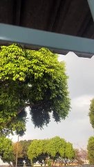 Chuva em Taguatinga nesta sexta-feira (16/9) em Taguatinga