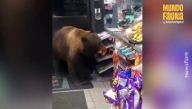 Muy educado: enorme oso sorprende al entrar varias veces a una tienda para ‘comprar’ algunos dulces